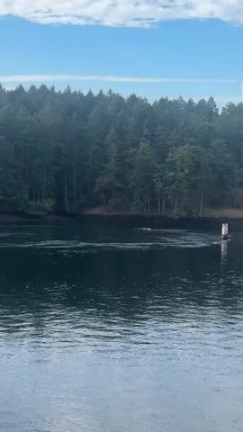 A video shows a natural scene with a body of water in the foreground and a densely wooded shoreline in the background. The water is dark and reflects the sky, which is partly cloudy with a blue sky visible. A white buoy with a red top is visible in the water near the right side of the frame. In the middle ground, a small rocky or grassy island is in the water. Several seals are resting on this island, some appearing to be sleeping. The seals are of various shades of brown and gray. The trees on the shoreline are tall and green, appearing to be coniferous. The overall atmosphere is calm and natural.