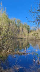Spring pond reflection captured in Pan'kovo, Russia