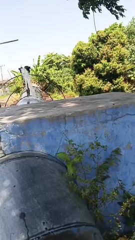 The video captures a view from behind a large, blue, weathered concrete structure, possibly a water tank or reservoir. A large, metallic pipe extends from the left side of the frame and curves upwards towards the right, where a stream of water is seen gushing out from its opening. The pipe appears to be made of segmented metal sections joined together. The concrete structure has visible cracks and peeling paint, with some green vegetation growing on its surface and at its base. In the background, lush green trees and foliage dominate the scene under a bright, clear sky. A power line with utility poles is also visible in the mid-ground. The overall environment suggests an outdoor, possibly rural or industrial, setting with evidence of wear and tear on the infrastructure.