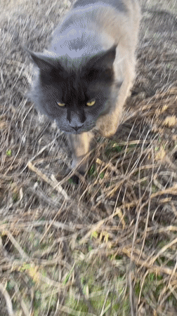 Cat explores evergreen tree in Russian countryside during golden hour