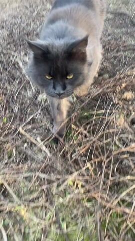 A gray fluffy cat is walking through dry grass towards a small evergreen tree. The cat smells the tree, then looks around.