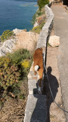 Dog walks along stone wall in Montenegro