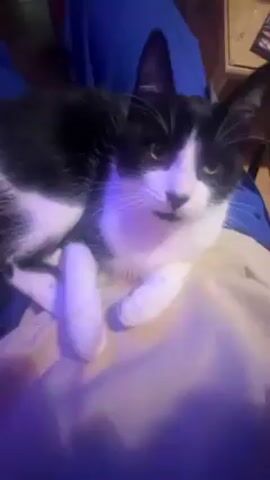 The video shows a black and white cat lying on a light-colored surface, possibly a lap. The cat is in the foreground and appears to be grooming or playfully interacting with the person holding the camera. The cat licks its paw. A blue light appears to be present. Behind the cat, there are blurred objects, including what seems to be a wooden table and a leather couch. The video seems to be taken indoors.