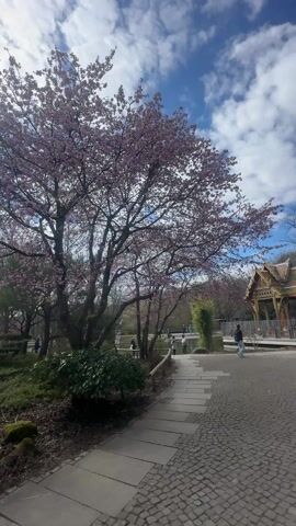 The video shows a park with a pink cherry tree in full bloom on the left side, standing next to a stone path. A small lake is visible behind the tree, with a wooden fence running along its edge. Several people are seen walking by the lake. To the right, a traditional Thai pavilion stands on a paved area of cobblestones. A person wearing a blue jacket and dark pants is standing in front of the pavilion. The sky is blue with fluffy white clouds.