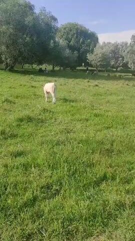 A lone white cow walks across a lush green field. In the background, several other cows are visible grazing near a line of trees. The sky is a clear blue with some wispy clouds. The overall scene depicts a peaceful pastoral setting.