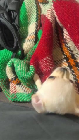 A video shows a small, light-colored chihuahua puppy on a person's lap next to a colorful woven blanket. The blanket has red, green, beige, brown, and black stripes. A black strap is also visible near the blanket. The puppy rolls around on the lap and is briefly touched by a person’s hand. The puppy’s eyes are open and it looks alert. The person is wearing black pants.