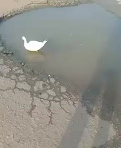 The video shows a white Muscovy duck standing in a large puddle on a cracked asphalt surface, likely a pothole on a road. The puddle has murky water. The duck is facing to the right, dipping its head into the water, apparently drinking. The shadow of the person recording the video is visible on the pavement. A motorcycle rides past in the background.