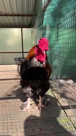 A close-up, eye-level shot focuses on a large, imposing rooster with a vibrant red, cauliflower-like comb. The rooster's plumage is a mix of dark charcoal gray and iridescent black, with accents of deep rust-orange and brown feathers on its neck and upper back. Its legs are pale yellow and feathered, with prominent scales. The rooster stands squarely on a wooden platform, its gaze directed forward.

The setting appears to be an outdoor enclosure, possibly a chicken coop or run. The background consists of a light green mesh fence on the right, allowing sunlight to filter through, creating a dappled effect. To the left, a section of translucent sheeting suggests a roof or wall, with a dark plastic tub visible in the distance. The wooden planks of the platform show signs of wear and outdoor exposure, with some dirt and debris scattered across them. Sunlight casts sharp shadows, indicating a bright, sunny day. The overall impression is one of a proud, perhaps territorial, bird in its habitat.