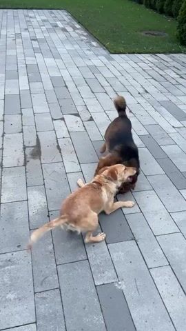 Two dogs are playing on a paved area. The dog on the left is tan with a white chest and has a purple collar. The dog on the right is dark brown and tan. The tan dog is standing and nudging the dark brown dog, which is lying on its back and rolling around. The paving stones are large and gray. There is grass and greenery in the background.