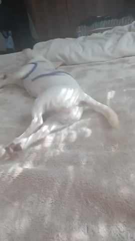 A small, white dog, possibly a Chihuahua mix, is lying on a light-colored, fluffy blanket or comforter indoors, likely on a bed. The dog is wearing a white garment with blue stripes or trim. Initially, the dog is playfully moving its front paws, stretching its body, and looking around. It then settles down, lying on its side, and looks directly towards the camera with an attentive and relaxed expression. Sunlight casts patterns of shadows across the blanket, suggesting it is daytime and light is entering the room from a window. An off-screen person can be heard speaking affectionately to the dog in Russian. No visible text or specific location cues are present in the video, apart from the general indoor bedroom setting. The dog appears to be in a comfortable and happy state.