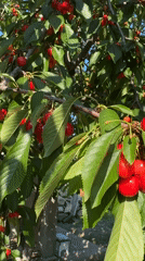 Morning scenes of blooming flowers and daily life in Troitske