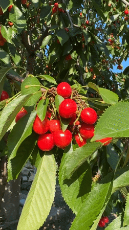 Morning scenes of blooming flowers and daily life in Troitske