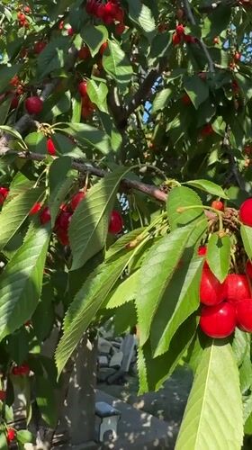 Morning scenes of blooming flowers and daily life in Troitske