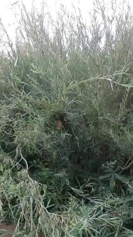 This video shows a close-up view of a dense thicket of green foliage, possibly willow branches, with some dried leaves and debris scattered on the ground. The camera pans slightly, revealing the texture and density of the plants. The lighting suggests it is daytime, possibly early morning or late afternoon, with soft, diffused light. The overall scene is natural and uncultivated, with no signs of human presence or activity.