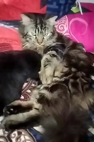 Two cats are lying on a bed. One cat is black and the other is a tabby cat with long fur. The tabby cat is lying on its back, and the black cat is on top of it. The black cat is grooming the tabby cat. The tabby cat has its eyes closed and appears to be relaxed. The bed is covered with blankets and pillows. The lighting in the room is dim.