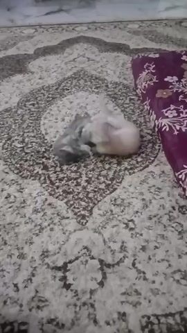 Two kittens are playfully wrestling on a patterned rug. One kitten is gray and white, and the other is a light tan color. The gray and white kitten is on its back, and the tan kitten is playfully batting at it with its paws. They are positioned in the center of the rug, with a portion of a purple patterned blanket visible in the upper right corner of the frame. The lighting is dim.