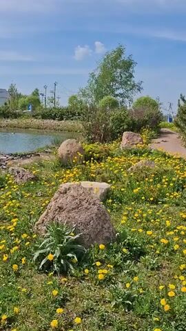 The camera pans across a dirt path flanked by a field of dandelions, large rocks, and shrubbery on a bright, sunny day. In the background, there are houses, trees, and telephone poles.