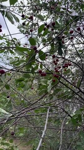 A close-up shot of a cherry tree branch laden with ripe, dark red cherries. The cherries hang in clusters from thin stems amidst green leaves. The branches are bare in places, with some small twigs visible. The background is blurred, suggesting an outdoor environment with natural light, possibly overcast. The camera is positioned slightly below the cherries, looking up towards the sky.