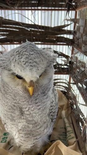 Owls at a Bali wildlife spot, with glimpses of the grounds