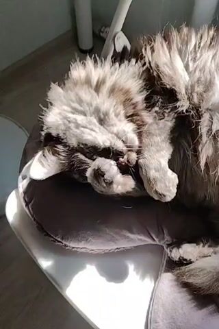 A fluffy gray cat lies on its back on a gray cushion, which is on a white chair. The cat is grooming its paw, licking it with its tongue. Sunlight streams in from the left, casting shadows. The background is blurred, showing a white pole and a wall.