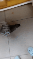 Porcupine roams an indoor tiled space in Yelizovo, Russia