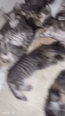 Pile of tabby kittens sleeping together on concrete in Sukaslamet
