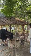 Woman visits water buffalo, children play in Thai village