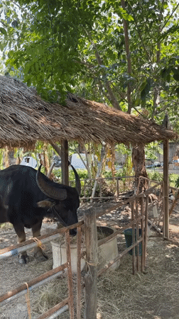 Woman visits water buffalo, children play in Thai village
