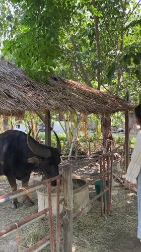 Woman visits water buffalo, children play in Thai village
