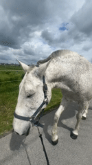 Horses observed grazing in fields across Estaimpuis, Belgium