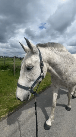 Horses observed grazing in fields across Estaimpuis, Belgium