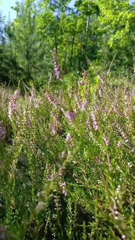 The video shows a close-up view of heather plants in bloom. The flowers are a pale pink or purple color and are arranged in spike-like clusters on green, woody stems. The plants are densely packed, creating a carpet of color and texture. The background is blurred but appears to be a natural setting with trees and sunlight filtering through the leaves. The camera is moving slightly, giving a sense of gentle movement as if being blown by a breeze. The overall impression is one of a peaceful, natural scene.
