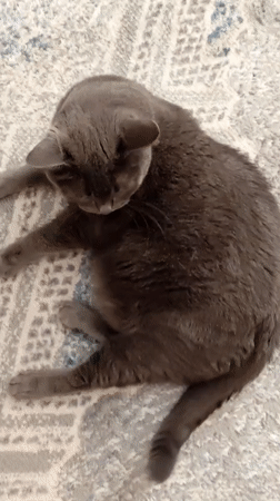 Gray cat goes from watchful to fast asleep