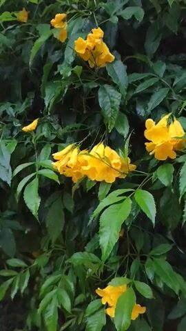 This media file features a close-up view of a vibrant flowering plant with lush green leaves and bright yellow trumpet-shaped flowers. The plant appears to be a bush or vine, with multiple clusters of blossoms and a dense canopy of foliage. The flowers are the central focus, with their petals unfurled and their rich yellow color standing out against the deep green background. The leaves are elongated and serrated, typical of many flowering shrubs.

The scene suggests an outdoor setting, likely in a garden or natural environment, given the abundance of plant life. The lighting appears to be natural, possibly indicating daytime, though the overall tone is somewhat muted, suggesting overcast skies or early morning/late afternoon light. There are no people or animals visible in the frame.

Notable details include the way the flowers hang in clusters, some appearing to be in full bloom while others are still developing buds. The leaves show a healthy sheen, possibly due to recent rain or dew, which adds to the lushness of the scene. The overall impression is one of natural beauty and abundant growth. The location context of Sakhu, Thailand, would imply a tropical or subtropical climate, consistent with the type of flowering plant and foliage depicted. The mood conveyed is serene and tranquil, highlighting the simple beauty of nature. There is no visible text in the media file.