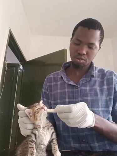 Man feeds kitten, cats play in Nairobi home