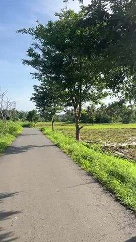 The camera moves along a paved road beside a partly flooded field. The field is divided into sections and contains both water and patches of green grass. The sky is partly cloudy. In the background, a dense treeline is visible, punctuated by the tall, swaying forms of coconut palms. A few scattered trees stand between the road and the field.