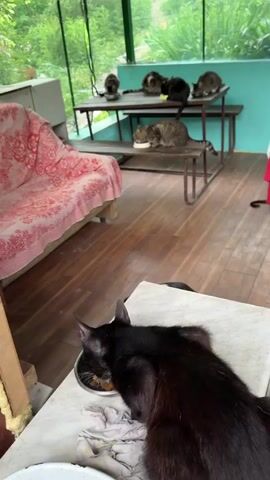 The video shows an indoor area that appears to be a screened-in porch or sunroom. In the foreground, a black cat is eating from a bowl on a white surface. Behind the black cat, a dog with a spotted coat is lying down, with its head near the black cat. A person's hand is visible reaching out towards the dog. In the background, there is a pink and white floral sofa. Further in the background, there is a wooden table with several cats on it. One cat is eating from a bowl on the table. The overall environment is casual and appears to be a home setting with multiple pets.