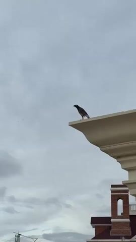 A bird is perched on an architectural overhang. It then launches into flight, flapping its wings and soaring upward into a cloudy sky. The bird is silhouetted against the grey clouds. In the background, there are parts of buildings, including brick structures and domes, visible below the bird.