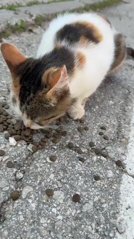 A calico cat eats kibble scattered on a cracked asphalt surface. The cat is mostly white with patches of brown and black. Its head is down, focused on the food.