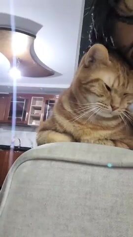 A person with dark hair is visible in the upper right corner of the frame, cuddling with an orange tabby cat that is resting on a grey cushion or the back of a couch. The cat has its eyes closed and appears to be relaxed. In the background, a kitchen is visible with brown cabinets and a light fixture on the white ceiling. The camera angle is slightly low, looking up at the person and cat.