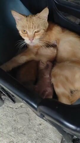 An orange cat is nestled in a dark carrier with three tiny kittens. The mother cat looks towards the camera with narrowed eyes. Two kittens are visible nursing, their pink bodies and tiny paws evident. A third kitten is partially obscured. The carrier appears to be on a concrete surface.