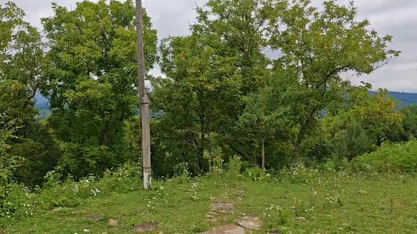 The video pans across a grassy hillside dotted with small white flowers. A stone pathway is visible in the foreground. Lush green trees dominate the midground, with one large tree on the left side of the frame featuring a wooden utility pole beside it. In the background, rolling hills covered in trees are visible under a cloudy sky. The scene is natural and appears to be in a rural or undeveloped area.