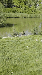 Brown bear spotted resting near pond in Poing, Germany