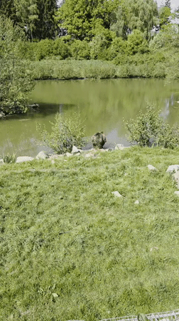 Brown bear spotted resting near pond in Poing, Germany