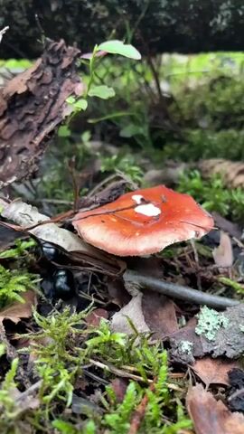 The media shows a close-up, low-angle view of the forest floor in Imatra, Finland. The primary subject is a single, vibrant red mushroom with white spots on its cap, nestled amongst lush green moss, fallen leaves, and twigs. The mushroom's stem is partially visible, and it appears to be growing near a fallen log or tree trunk, suggested by the rough, textured bark in the background and a dark, horizontal object that could be a branch or root. The setting is a damp, shaded forest environment, typical of Finland. The presence of moss and the general overgrowth suggest a humid or recent rain. A small, dark-colored beetle is partially visible beneath the mushroom's cap, adding a sense of natural wildlife to the scene. The lighting is soft and diffused, indicating it might be a cloudy day or the scene is heavily shaded. The focus is sharp on the mushroom and its immediate surroundings, with the background slightly blurred, drawing attention to the intricate details of the forest floor. There is no visible text in the media.