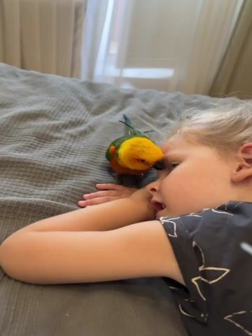 A close-up shot shows a young child with blonde hair lying on their side on a bed with a gray, textured comforter. The child is wearing a dark t-shirt with a white pattern. The child's eyes are closed, and their mouth is slightly open. They appear to be asleep or resting.

A vibrantly colored parrot, with yellow, green, and orange feathers, is perched on the child's face, specifically on their forehead and near their eye. The parrot's beak is touching the child's face.

In the foreground, an adult's hand is holding a pair of small, white nail clippers with green accents. The clippers are positioned near the child's face, and the blades are open, suggesting an attempt to trim the child's nails.

The lighting suggests it is daytime, with natural light coming from a window visible in the background, which is slightly out of focus. The overall scene evokes a sense of an intimate, domestic moment between a child and their pet, with the potential for a slightly uncomfortable situation due to the proximity of the bird and the nail clippers to the child's face. There is no visible text in the media.