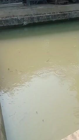A murky body of water, possibly a pond or canal, is shown from a high angle. Small fish can be seen swimming near the surface, creating ripples. The water is bordered by concrete structures, suggesting an artificial or managed environment. In the background, some wooden structures and metal framing are visible, possibly part of a building or outdoor storage area. The lighting suggests it is daytime.