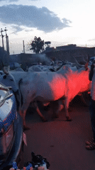 Cattle and street vendors moving through Bukuru at dusk