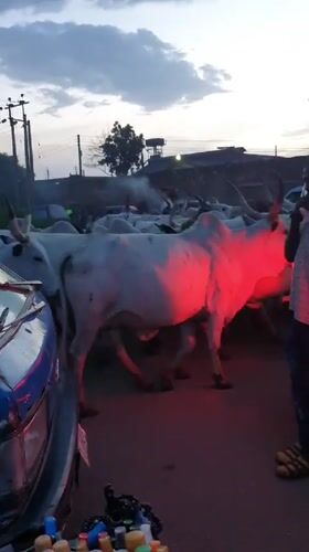 Cattle and street vendors moving through Bukuru at dusk