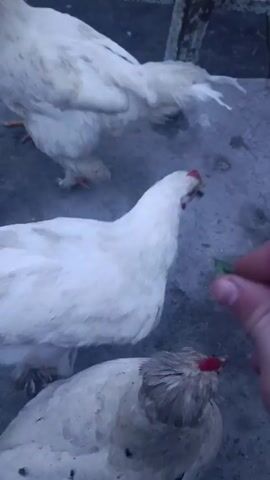 A person is seen hand-feeding a few white chickens a green leafy substance. The chickens have red combs and yellow beaks, and they eagerly peck at the food offered by the hand. The background shows a gray concrete surface and part of a rusty metal structure. The lighting suggests it's either a cloudy day or an indoor setting.